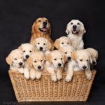 l-Dog-Family.jpg