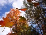 autumnleaves-d-screensaver-by-arctic-owl-software-d-animated-fall-....jpg