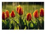 rain-falling-on-tulips1.jpg