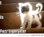 funny-kitten-hair-light.jpg