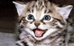 Cute-Kitten-Wallpaper-kittens-16094681-1280-800.jpg