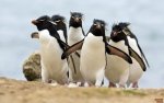 penguins-marching.jpg