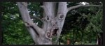 scary tree.jpg