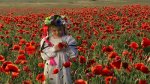 stock-footage-ukrainian-girl-in-a-field-among-blossoming-poppies-among-blossoming-poppies.jpg