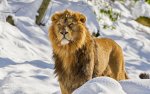photo-winter-lion-snow-hd-lions-wallpapers.jpg