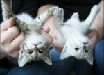 cute+kitties+maria+konstantiov.jpg