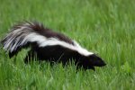skunk-FINAL.jpg