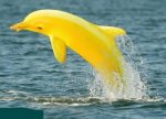 banana-fun-dolphin.jpg