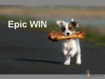 Funny-Animals-Epic-WIN.jpg