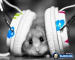funny-mouse-band-headphones-photos-pics-images.jpg