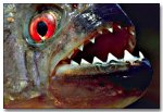 Piranha-teeth.jpg