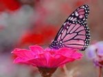 butterfly flower.jpg