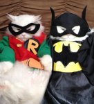 funny-cat-costume-Batman-Robin.jpg