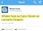 funny-Whales-Facts-Oscar-Leonardo-DiCaprio.jpg