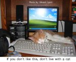 cat-on-a-computer-keyboard.jpg