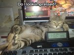 funny-cat-computer-game-keyboard.jpg