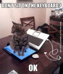 dont-sit-on-the-keyboard-cat.jpg