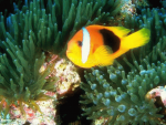 Tropical-Fish-Animated-Slide-Show_1.png