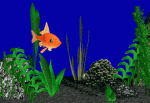 fish_tank_animated_1_fish.gif
