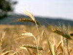 Wheat-Field-Gorgeous-1-1600x1200.jpg