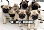 pug-cuteness-explosion.jpg
