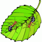 b-410258-Free_Animated_Bugs_and_Insects_ant.gif
