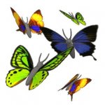 butterflies_different_colors_hg_clr.jpg