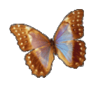 b-410586-Flying_animated_butterfly.gif
