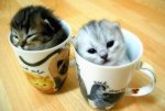kittens-cups.jpg