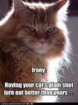 funny-pictures-cat-is-glamorous.jpg
