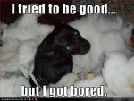 funny Dog pictures with quotes (43).jpg