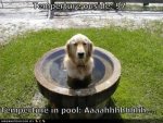 funny Dog pictures with quotes (102).jpg