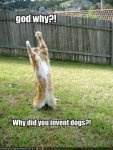 funny Dog pictures with quotes (163).jpg
