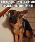 column_before-you-see-what-happened-upstairs-i-really-love-you-funny-dog-memes.jpg