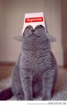 The-Supreme-Leader-Of-Gray-Cats-Funny-Kitty-Picture.jpg