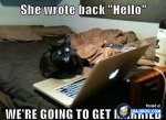 funny-internet-laptop-computer-addicted-cats-pics-images-4.jpg