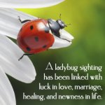 Ladybug Link.jpg