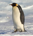 P = Penguin.jpg