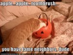 funny-pictures-cat-insults-your-neighbors.jpg