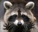 Raccoon-1.jpg