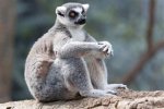 lemur-northrup.jpg