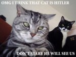 cat-pictures-with-funny-sayings.jpg