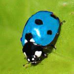 ladybug-in-tennessee2.gif