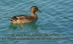 Be Like a Duck.jpg