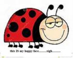 ladybug 01.jpg