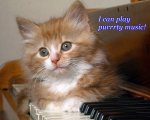 orange-kitten-cat-rate-cute-pictures[1].jpg