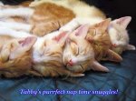 sleeping-orange-tabby-cat-kittens-cute-funny-600x450[1].jpg