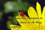 Ladybug's Purpose.jpg