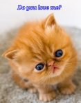 l-Golden-Ginger-Tabby-Kitten[1].jpg