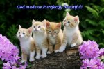 cute-baby-cats-wallpaper-you-like-these-kittens-and-cats-wallpaper-1n2zvsto[1].jpg
